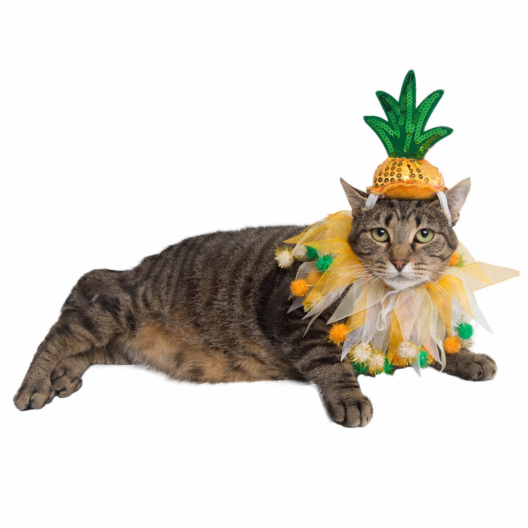 Pineapple cat costume new arrivals