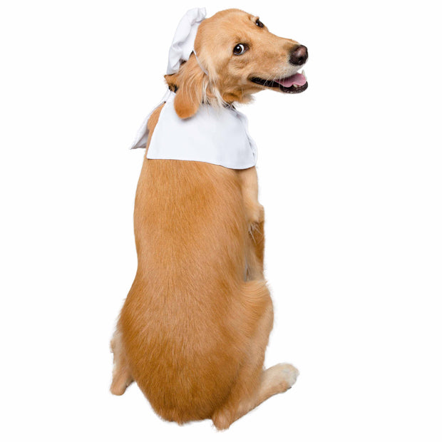 chef costume dog
