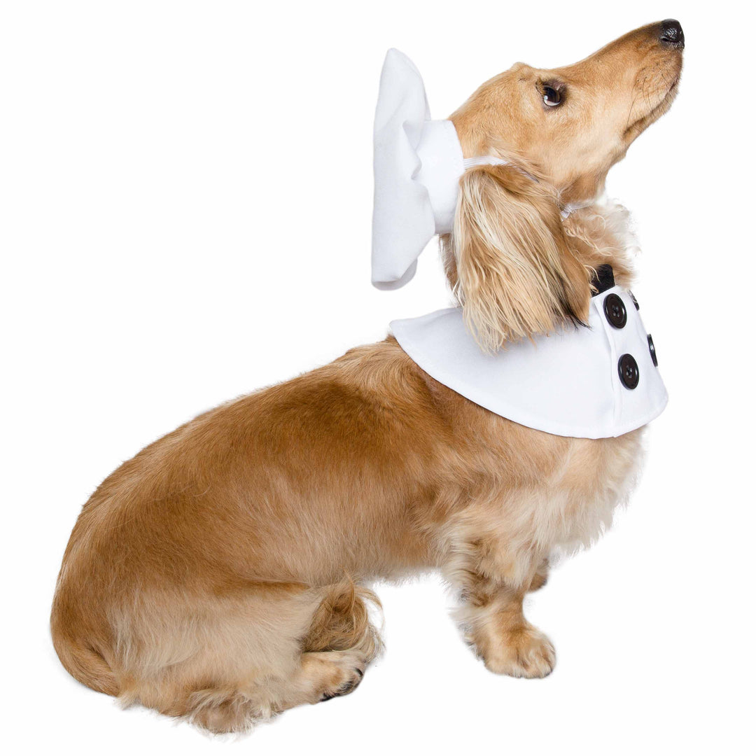 Top Chef Uniform Dog Costume Pet Krewe