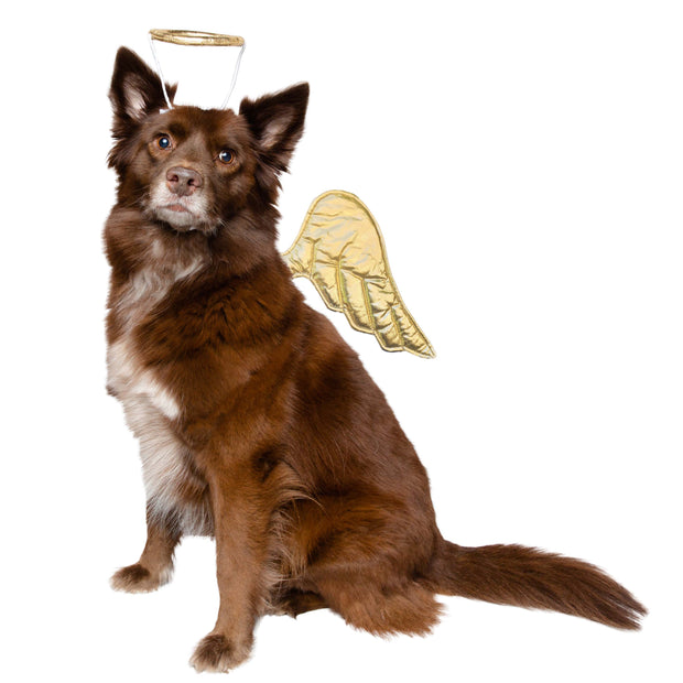 angel dog costume