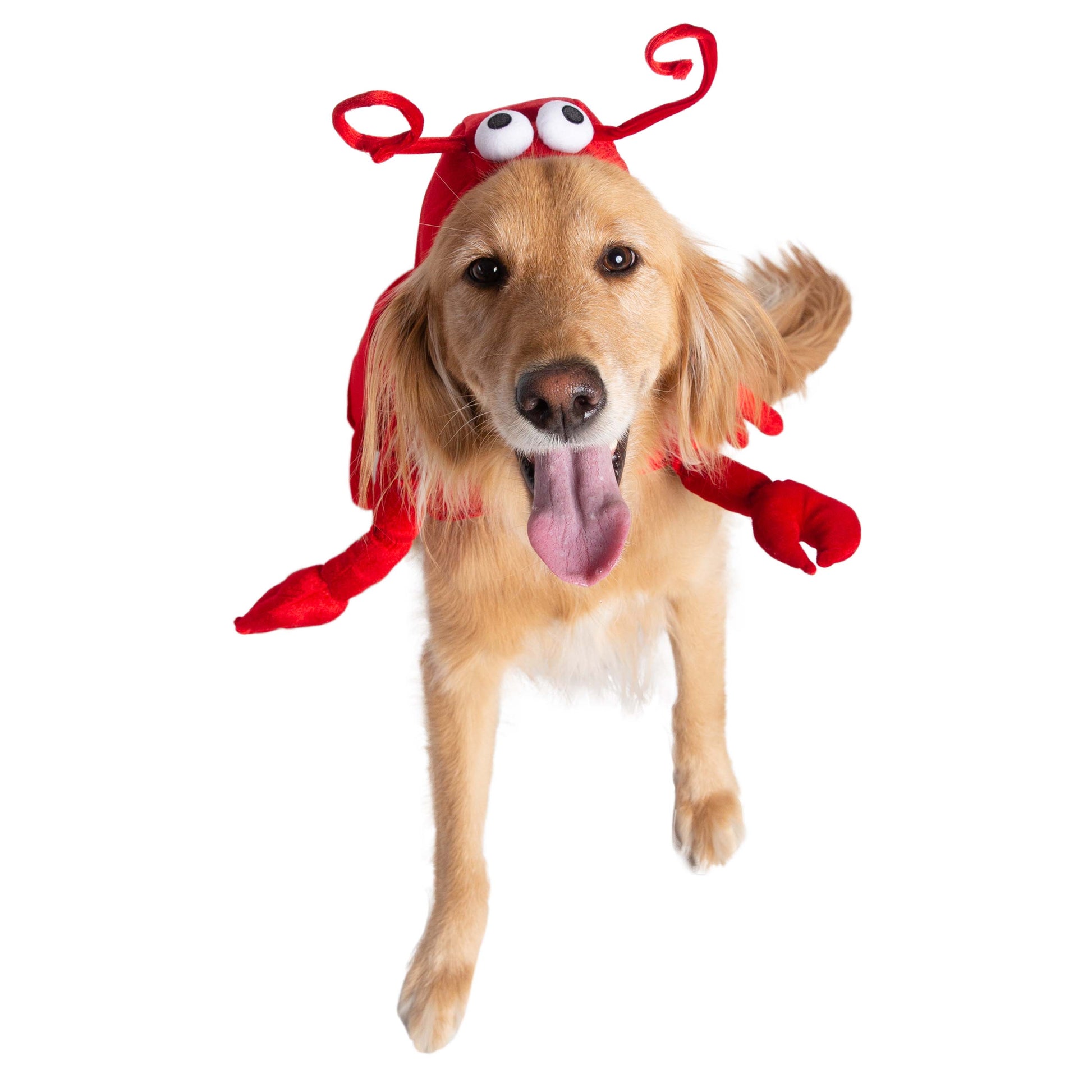 lobster dog costumes