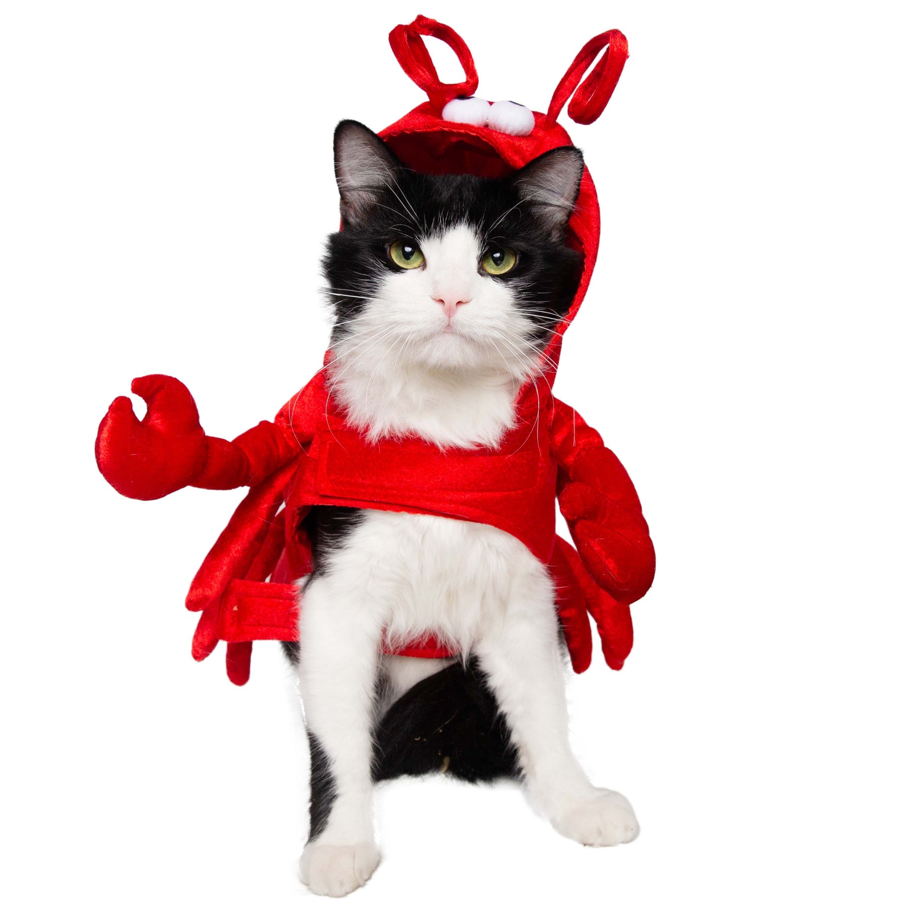 Lobster Cat Costume Pet Krewe