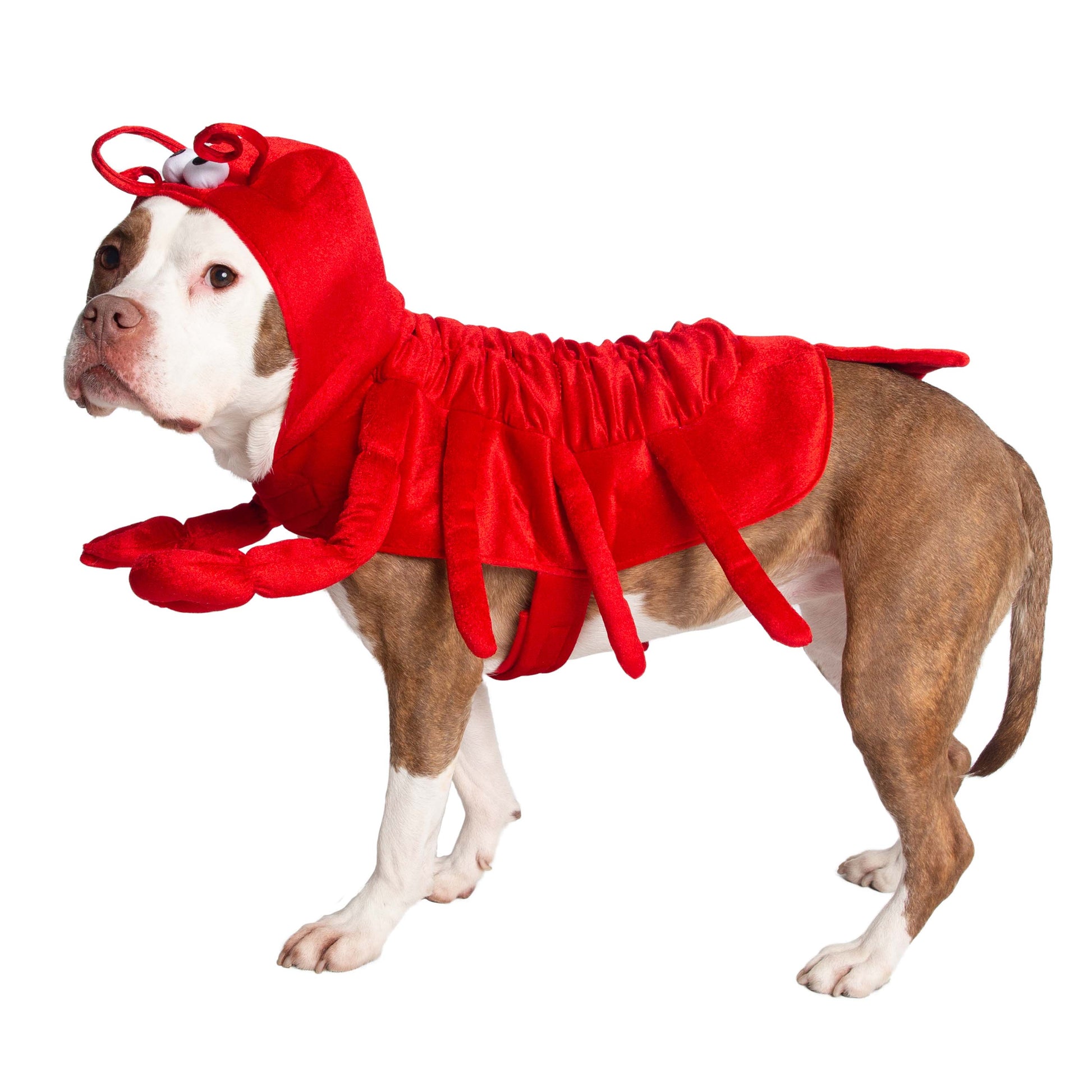 lobster dog costumes