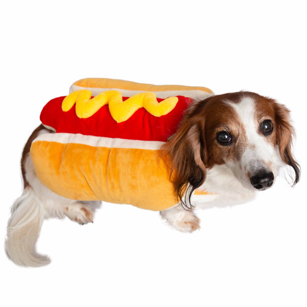 brown and white dachshund wearing a hot dog costume