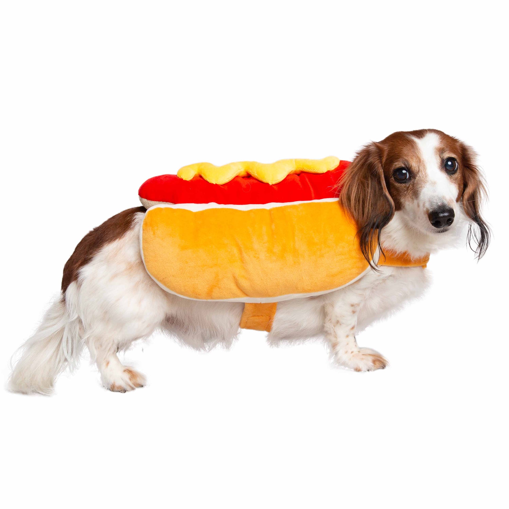 brown and white dachshund wearing a hot dog costume