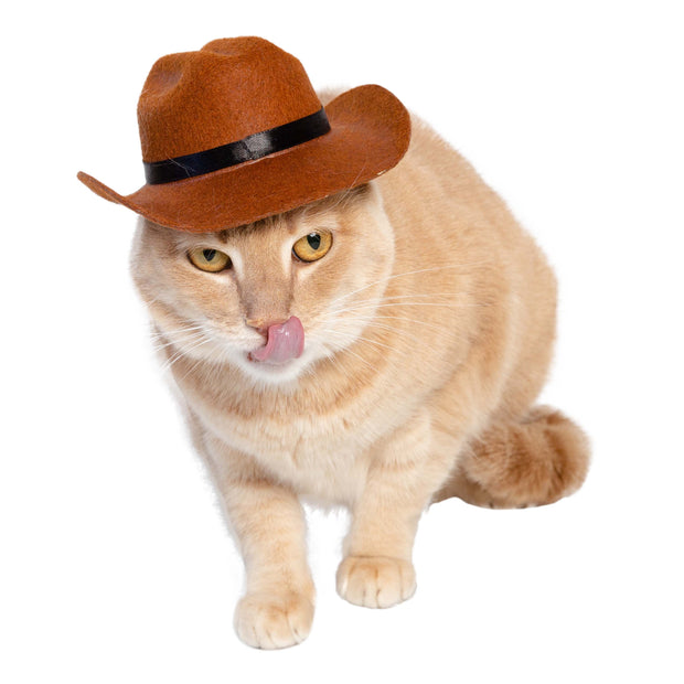 cat cowboy hat costume 