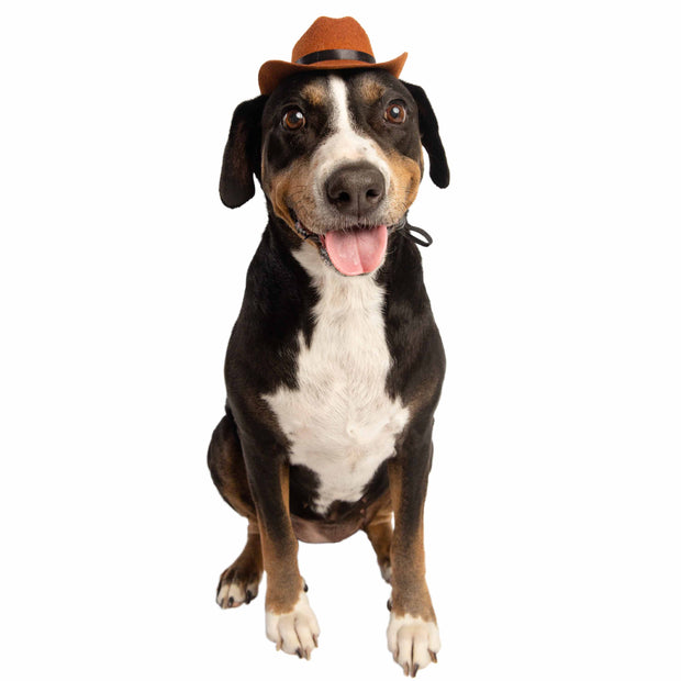pet cowboy hat
