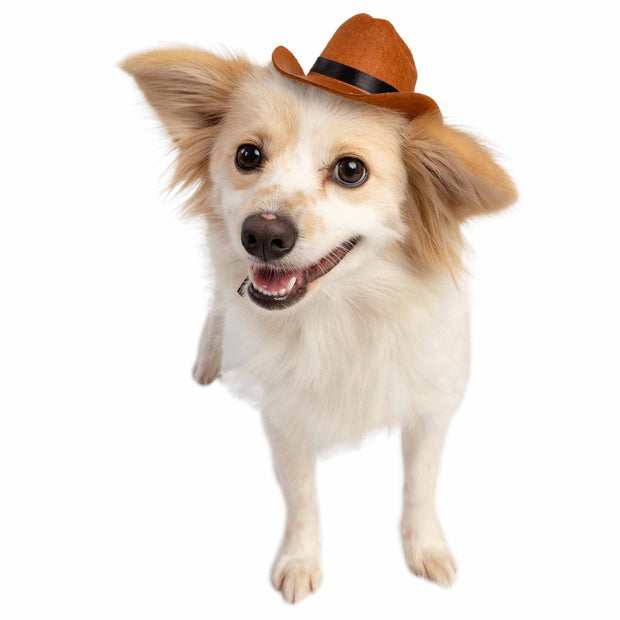 dog cowboy hat