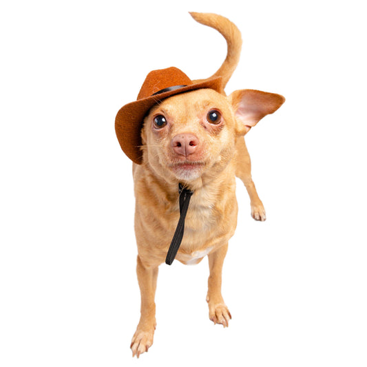 dog cowboy costume