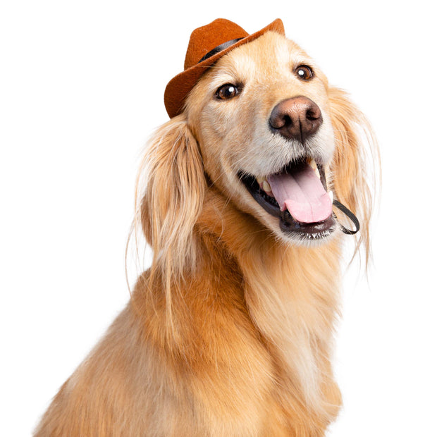 cowboy costume for dogs