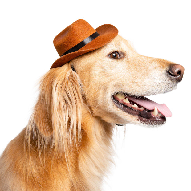 cowboy hat for dogs