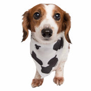 Multi color small dachshund dog wearing a cow print pet bandana
