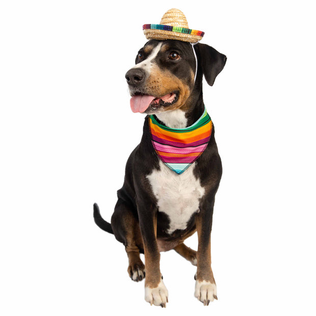 Mexican serape and sombrero dog costume large dog costume for cinco de mayo