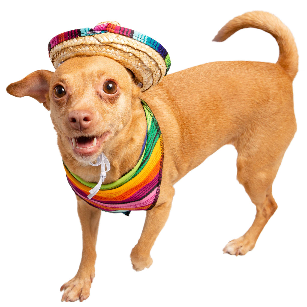 Mexican 2024 dog costume