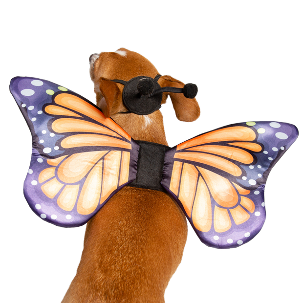 dog butterfly harness