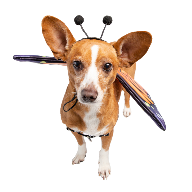 butterfly wings for dogs