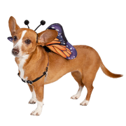 dog costume butterfly