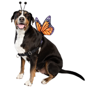 dog butterfly wings 