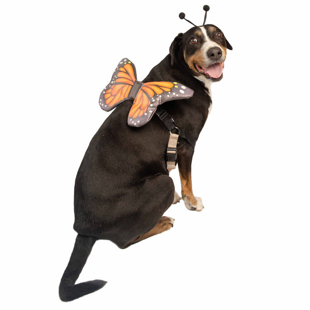 butterfly costume for dogs
