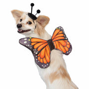 butterfly wings pet costume