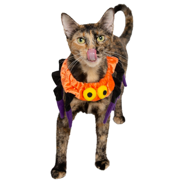 cat spider costume 