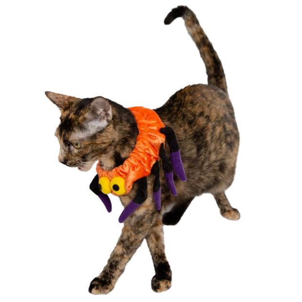 spider costume for pets
