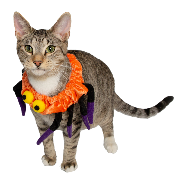 spider costume for cats