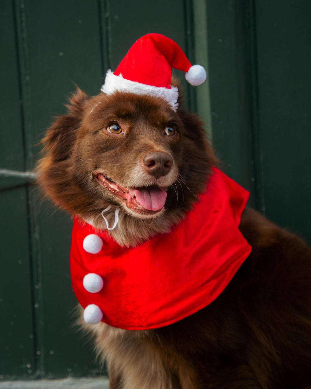 Santa Dog Costume Pet Krewe