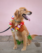 hula girl costume for dogs