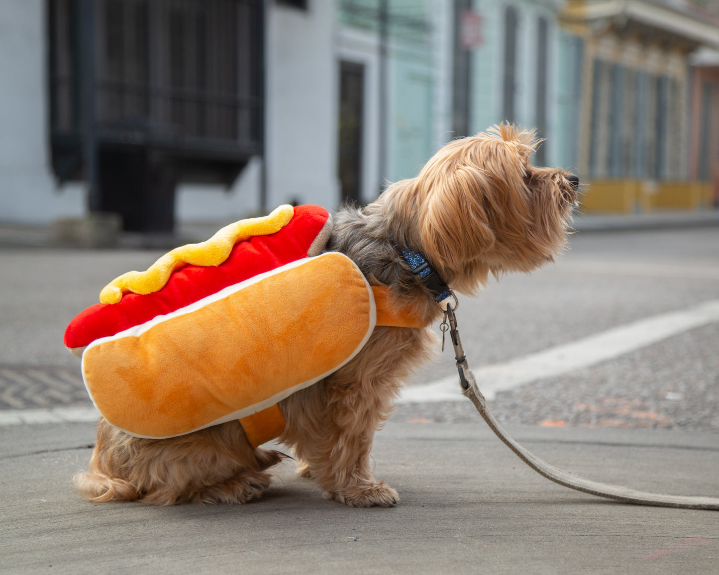 dog hotdog costume