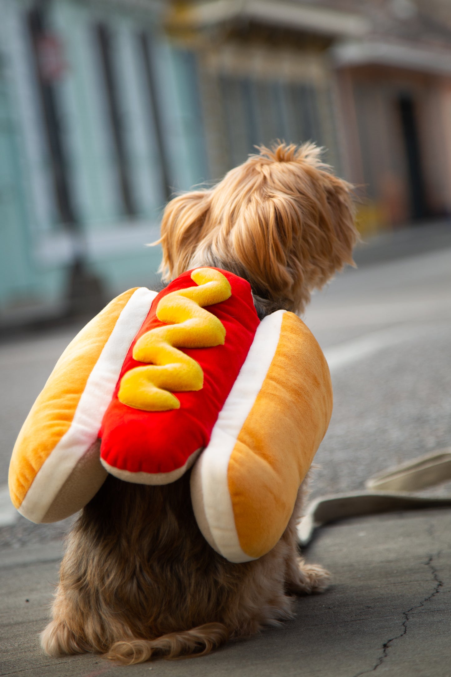 dog hotdog costume