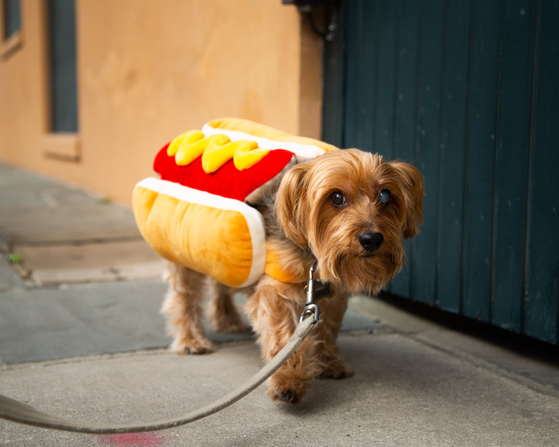 dog hotdog costume