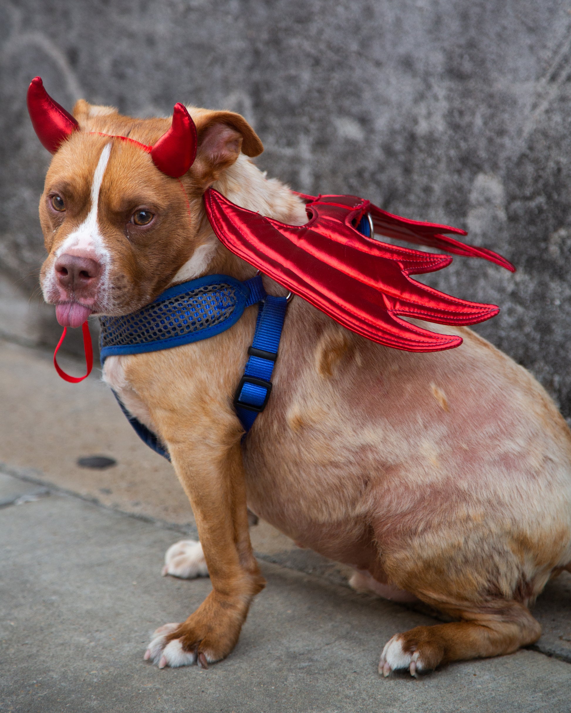 devil dog costume