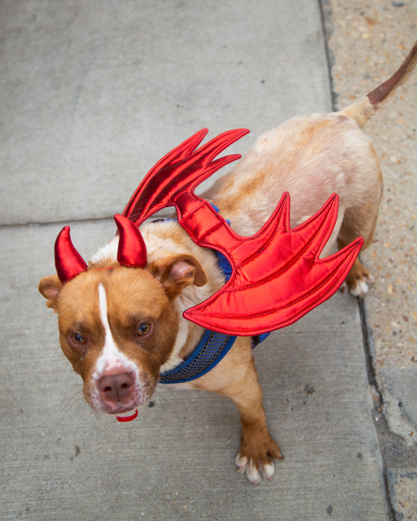 devil dog costume