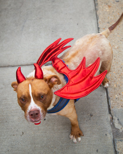 devil dog costume