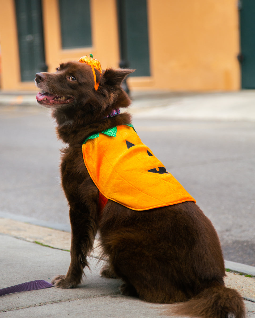 Pet Krewe Pumpkin Dog and Cat Costume Pet Krewe Pumpkin Dog and Cat Costume