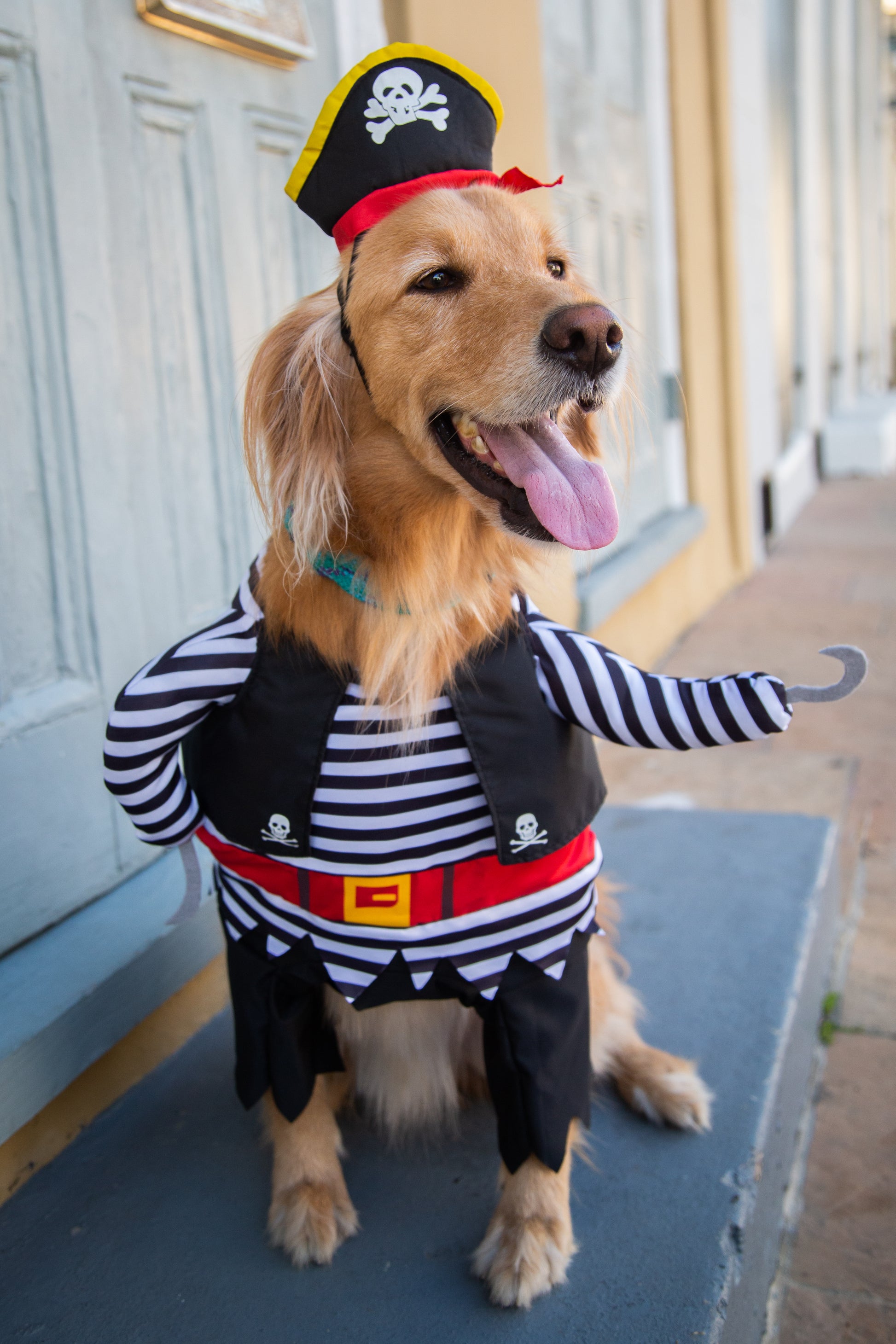 dog pirate costume