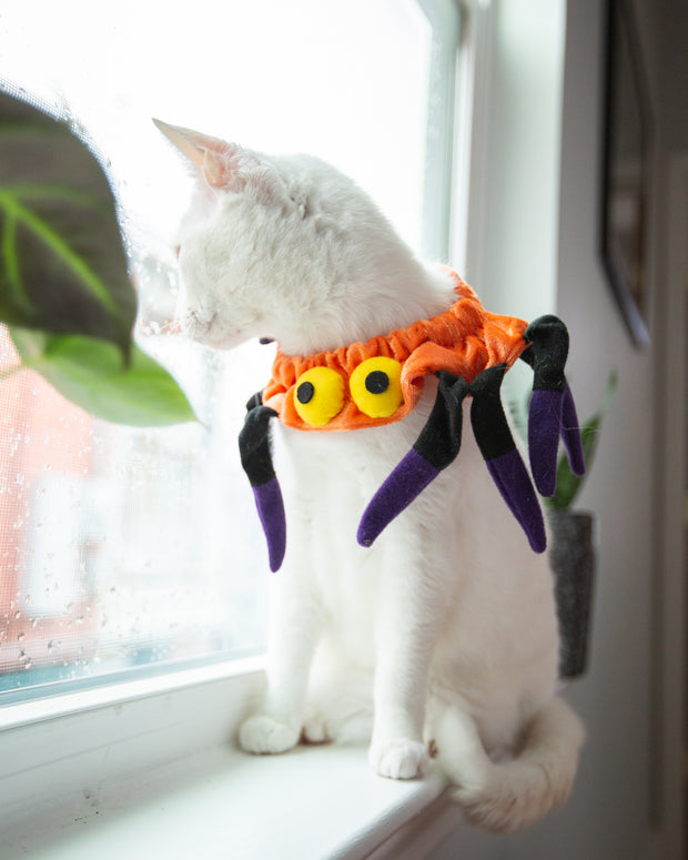 spider cat costume