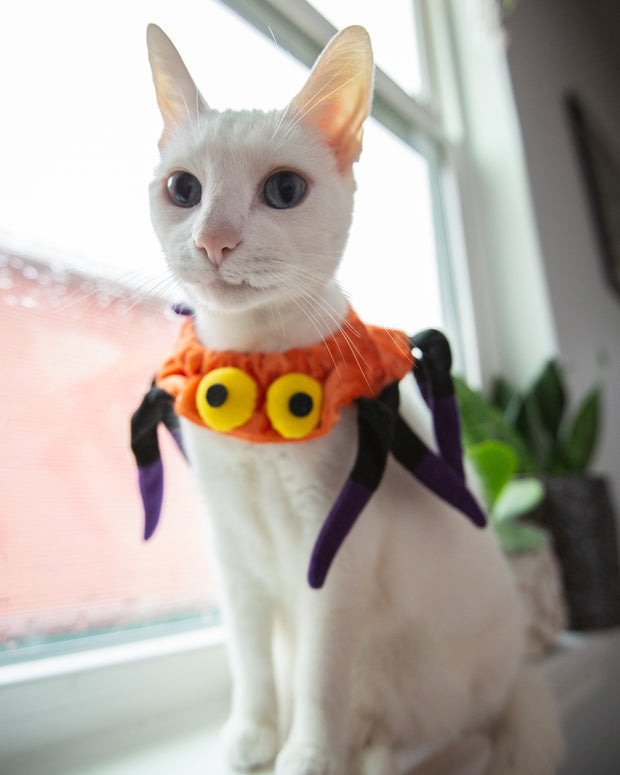 spider halloween costume for cat