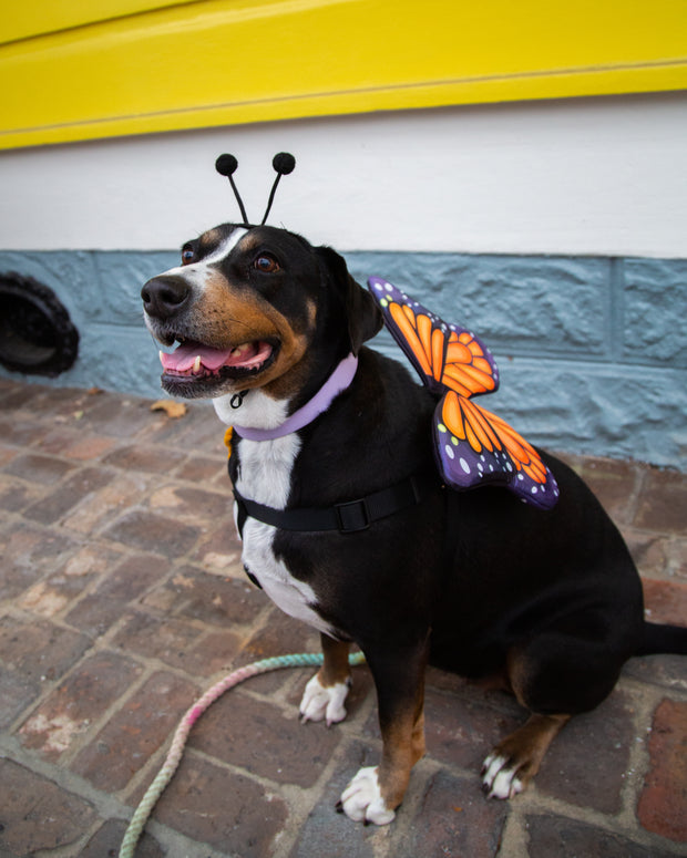 Butterfly Dog Collar