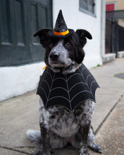 dog witch costumes