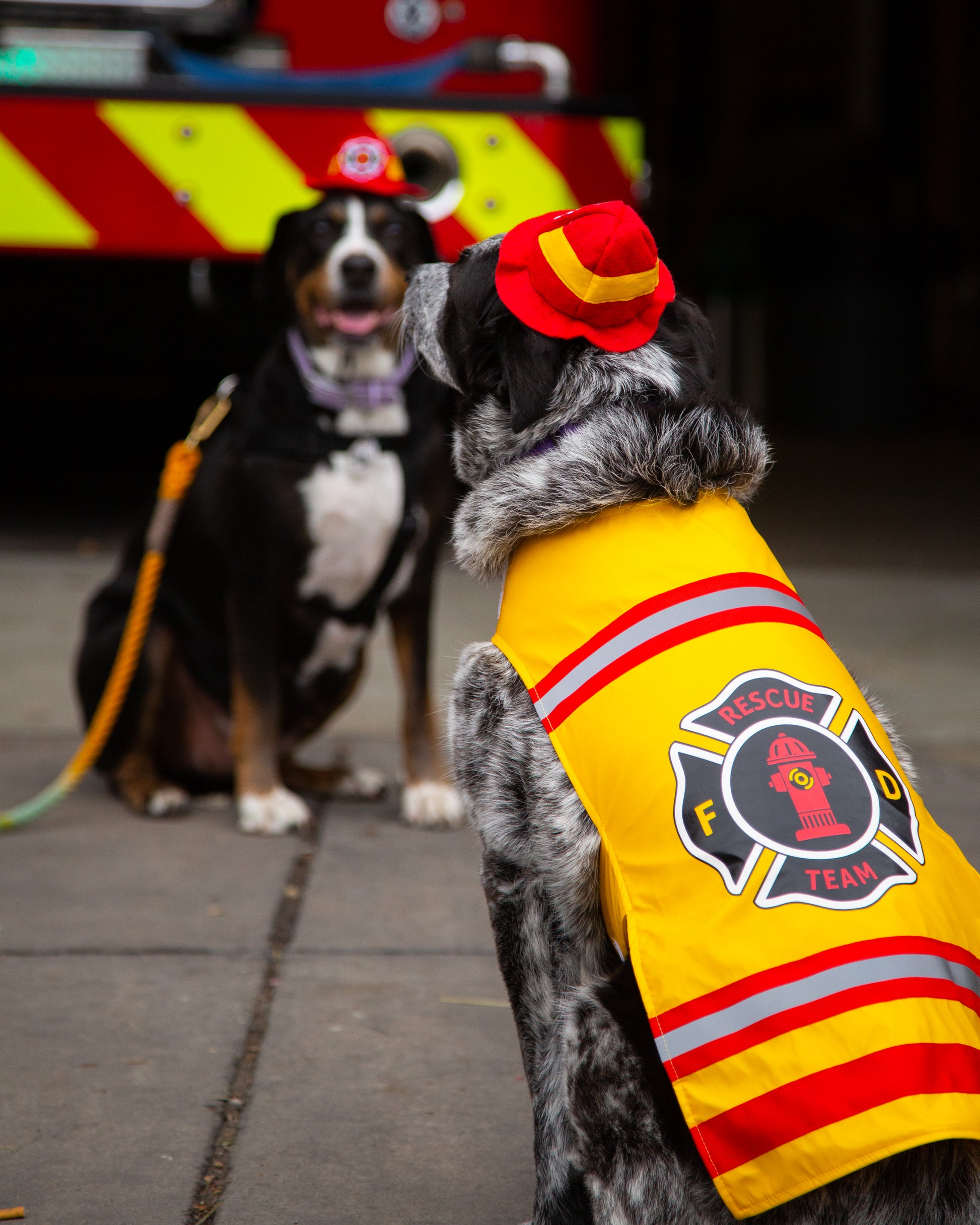 dog firefighter costume