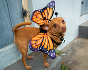 dog butterfly costume