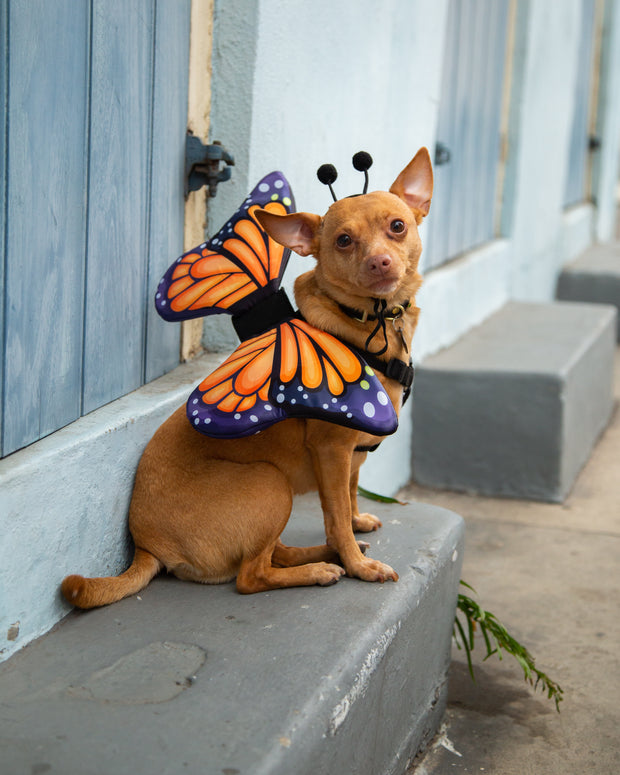 dog butterfly wings