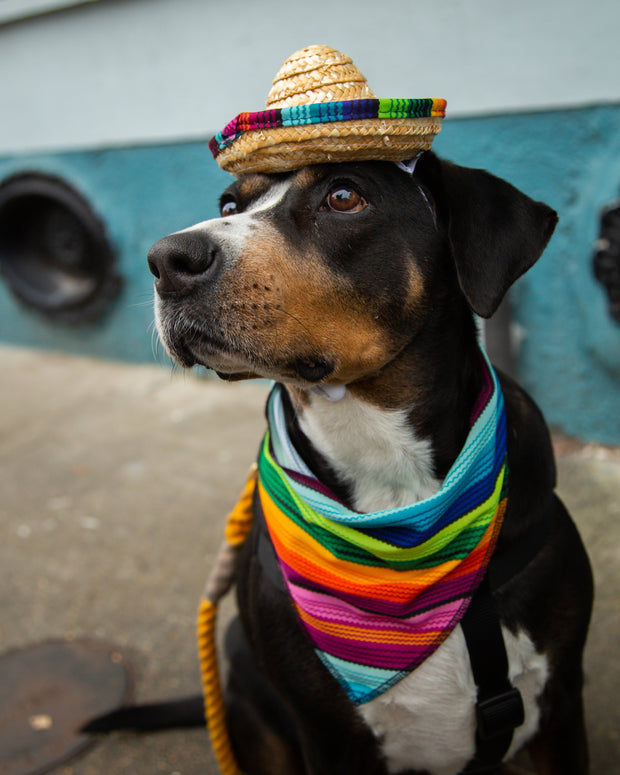 Sombrero and Serape Dog Costume – Pet Krewe