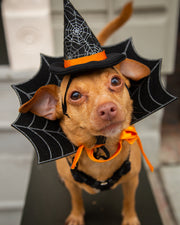 witch hat for dog