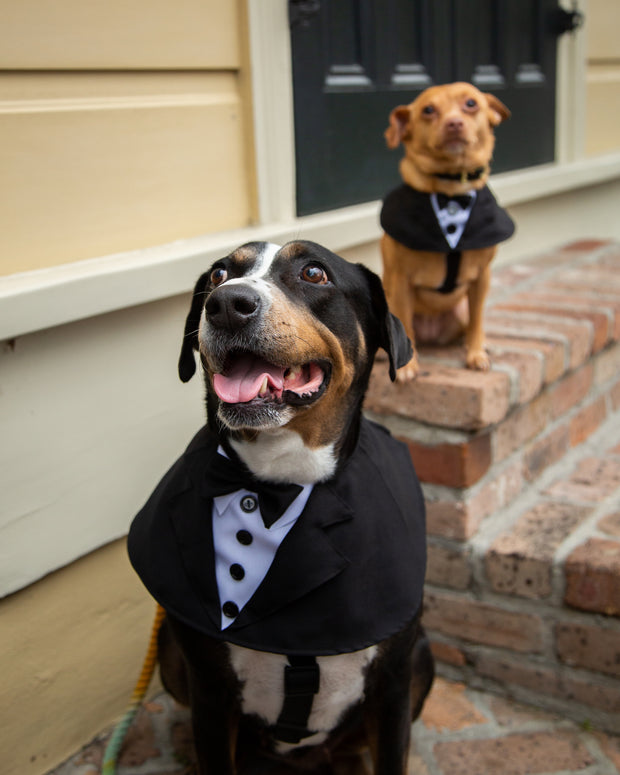 dog wedding attire