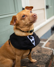 dog tuxedo for small dogs