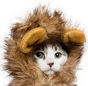 White cat wearing a Lion Mane Costume